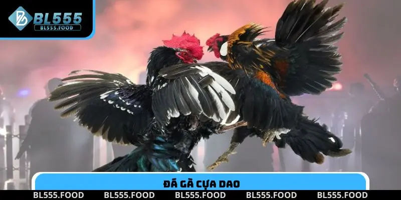 Đá gà cựa dao